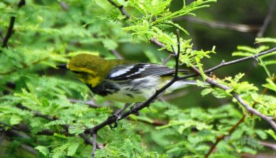 Black-throated Green Warbler, Male Alternate Plumage