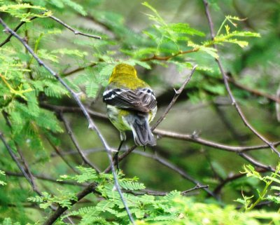 Black-throated Green Warbler, Male Alternate Plumage