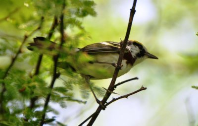Chestnut-sided Warbler, Male Alternate Plumage