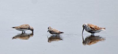 Baird's Sandpiper, Semipalmated Sandpiper and Dunlin