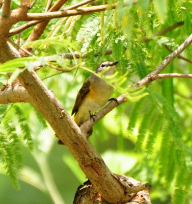 Female American Redstart