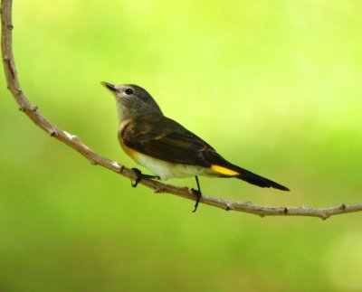 Female American Redstart