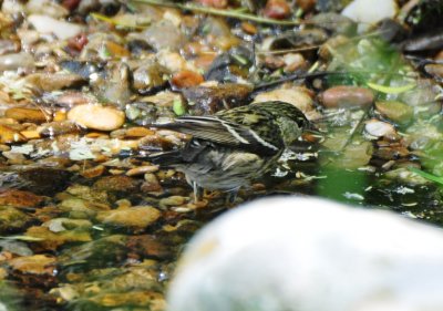 Female Blackpoll Warbler