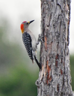 Golden-fronted Woodpecker, Male