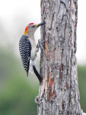 Golden-fronted Woodpecker, Male