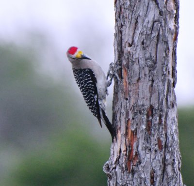 Golden-fronted Woodpecker, Male