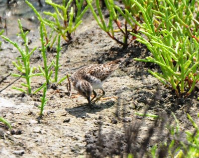 Least Sandpiper