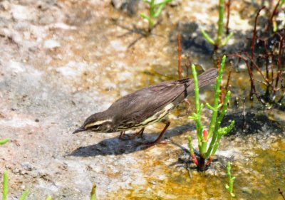 Northern Waterthrush