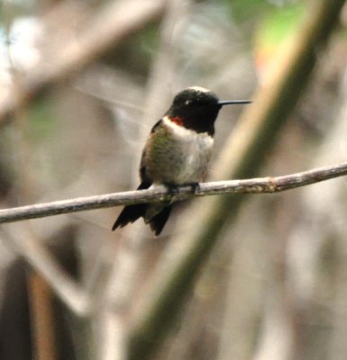 Ruby-throated Hummingbird, Male