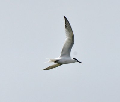 Sandwhich Tern, Alternate Plumnage