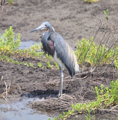 Tricolored Heron, Alternate Plumage