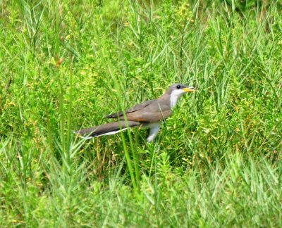 Yellow-billed Cuckoo