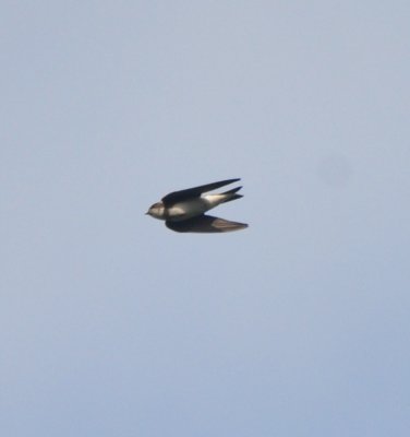 Bank Swallow