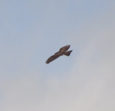 Broad-winged Hawk, Juvenile