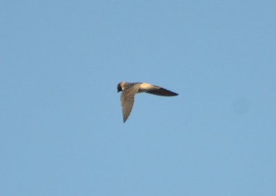 Cliff Swallow