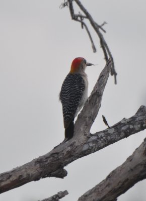 Golden-fronted Woodpecker, Male
