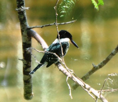 Green Kingfisher, Female