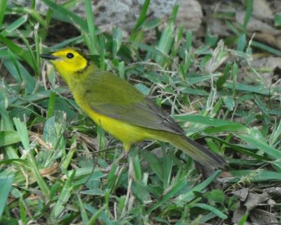 Hooded Warbler, Female