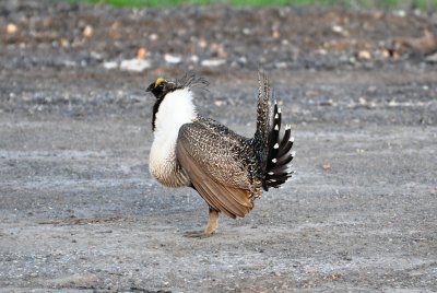 Greater Sage Grouse, Male