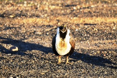 Greater Sage Grouse, Male