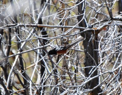 Spotted Towhee, Male