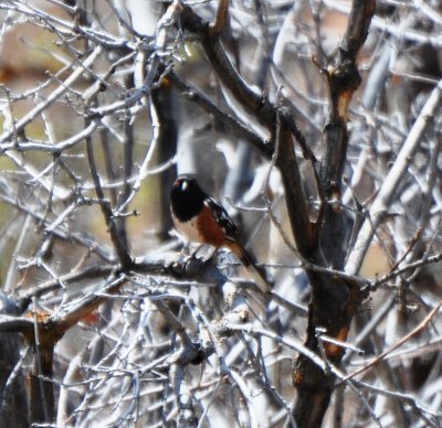 Spotted Towhee, Male