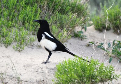 Black-billed Magpie