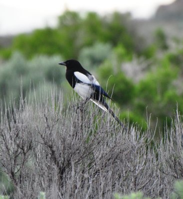 Black-billed Magpie