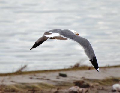 California Gull