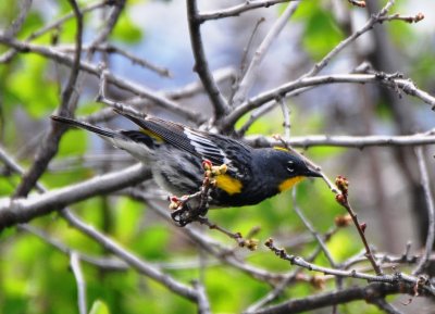 Audubon 's Yellow-rumped Warbler, Male