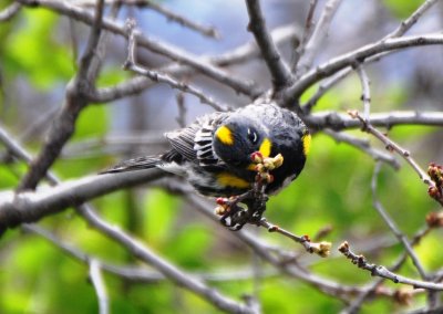 Audubon s Yellow-rumped Warbler, Male