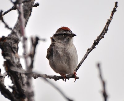 Chipping Sparrow, Alternate Plumage