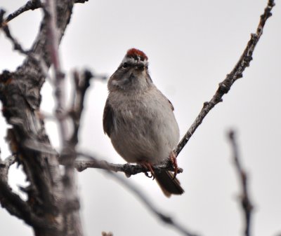 Chipping Sparrow, Alternate Plumage