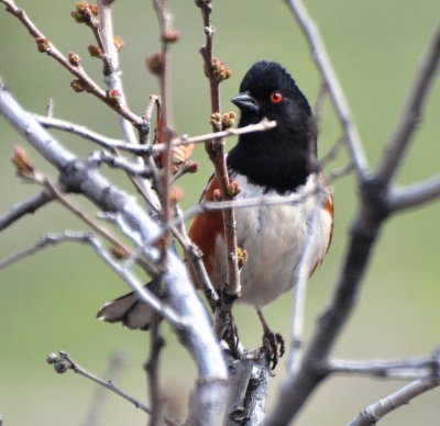 Spotted Towhee, Male