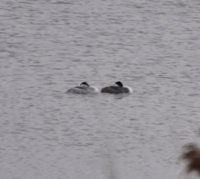 Clark's and Western Grebes Resting