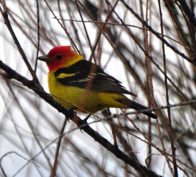 Western Tanager, Male