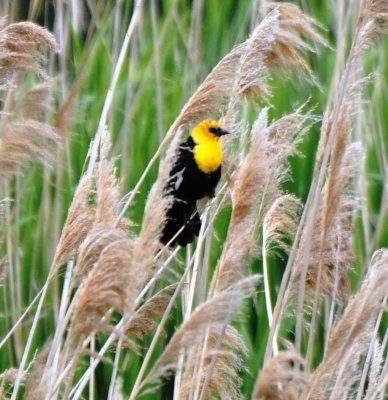 Yellow-headed Blackbird, Male