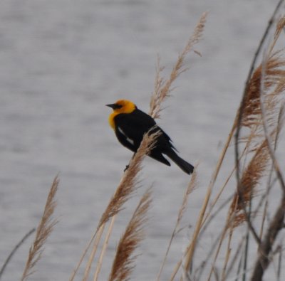 Yellow-headed Blackbird, Male