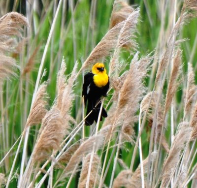 Yellow-headed Blackbird, Male