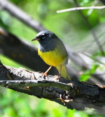 MacGillivray's Warbler, Male