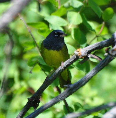 MacGillivray's Warbler, Male