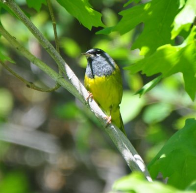 MacGillivray's Warbler, Male