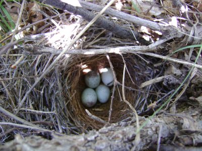 Spotted Towhee Nest