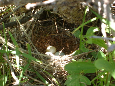 Spotted Towhee Nest