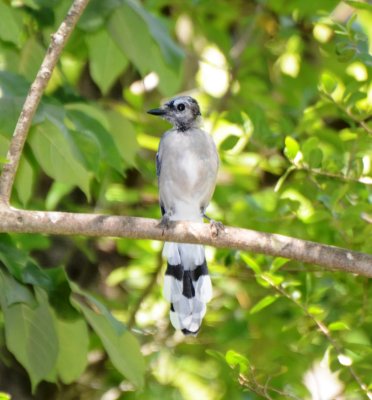 Blue Jay, Juvenile