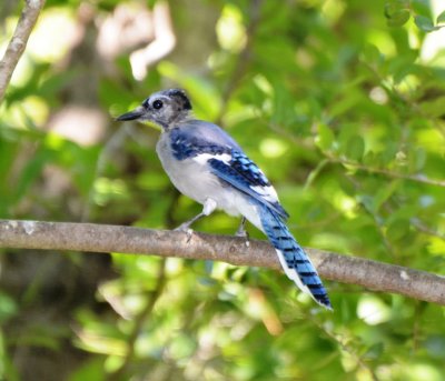 Blue Jay, Juvenile