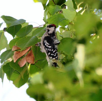 Downy Woodpecker, Adult Male