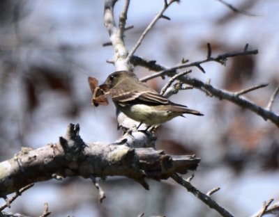 Eastern Wood-Pewee with a Moth