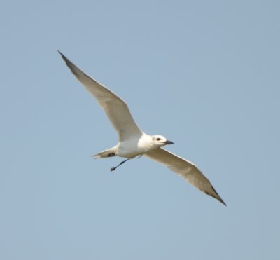 Gull-billed Tern, Basic Plumage