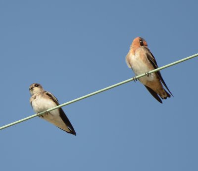 Bank and Cave Swallows